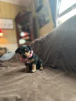 Mandy, a female Chorkie for sale in Lincoln, AL – Photo 5 of 8