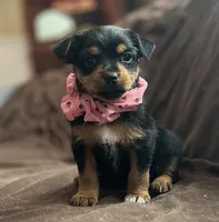 Mandy, a female Chorkie for sale in Lincoln, AL – Photo 2 of 8