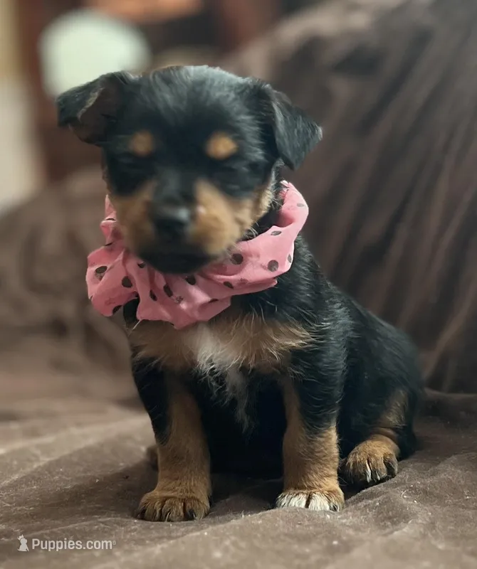 Mandy – Chorkie puppy for sale in Lincoln, AL