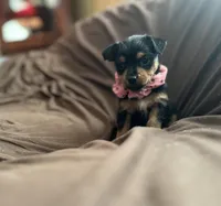 Mandy, a female Chorkie for sale in Lincoln, AL – Photo 8 of 8