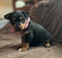 Mandy, a female Chorkie for sale in Lincoln, AL – Photo 3 of 8