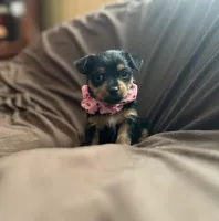 Mandy, a female Chorkie for sale in Lincoln, AL – Photo 6 of 8