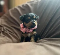 Mandy, a female Chorkie for sale in Lincoln, AL – Photo 4 of 8