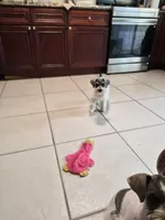 No name , a female Miniature Schnauzer for sale in Rogers, AR – 10 of 10