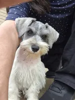 No name , a female Miniature Schnauzer for sale in Rogers, AR – 4 of 4