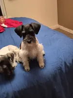 No name , a female Miniature Schnauzer for sale in Rogers, AR – 4 of 10
