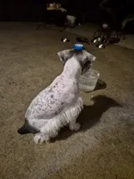 No name , a female Miniature Schnauzer for sale in Rogers, AR – 3 of 4