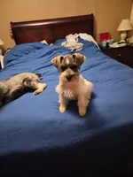 No name , a female Miniature Schnauzer for sale in Rogers, AR – 5 of 10