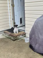 No name , a female Miniature Schnauzer for sale in Rogers, AR – 7 of 8