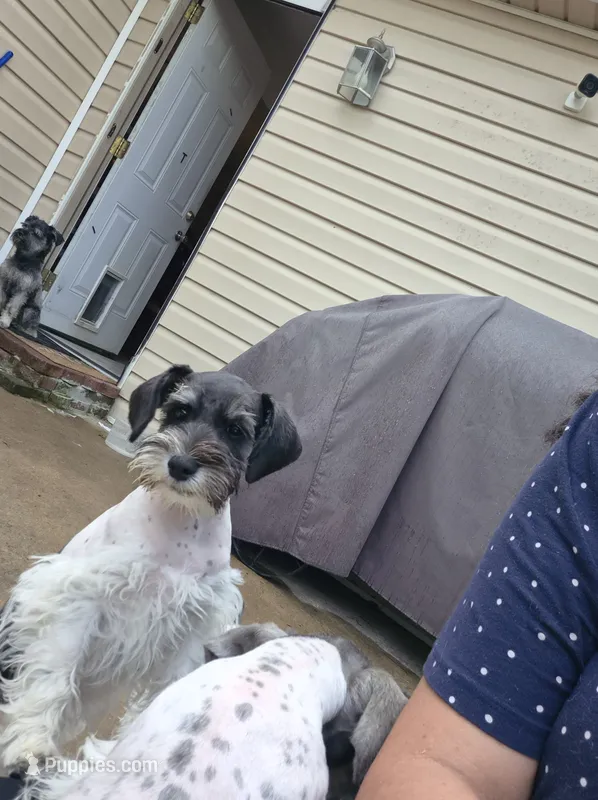 No name  – Miniature Schnauzer puppy for sale in Rogers, AR