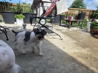 No name , a female Miniature Schnauzer for sale in Rogers, AR – 6 of 8