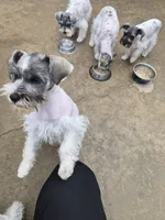 No name , a female Miniature Schnauzer for sale in Rogers, AR – 8 of 10
