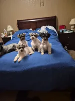 No name , a female Miniature Schnauzer for sale in Rogers, AR – 6 of 10