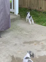No name , a female Miniature Schnauzer for sale in Rogers, AR – 2 of 10