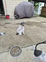 No name , a female Miniature Schnauzer for sale in Rogers, AR – 2 of 4