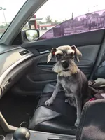 No name , a female Miniature Schnauzer for sale in Rogers, AR – 3 of 10