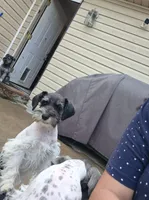 No name , a female Miniature Schnauzer for sale in Rogers, AR – 7 of 10