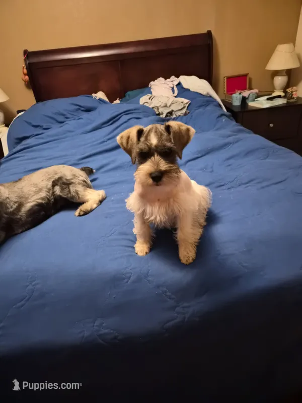 No name  – Miniature Schnauzer puppy for sale in Rogers, AR