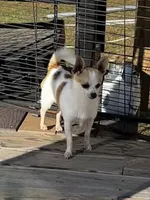 Shifu, a male Pomchi for sale in Benson, NC – Photo 3 of 3