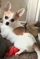 Shifu, a male Pomchi for sale in Benson, NC – Photo 2 of 3