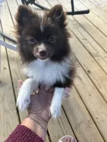 Fancy, a female Pomeranian for sale in Benson, NC – Photo 3 of 3