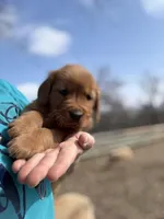 Blue collar male, a male Golden Retriever for sale in Waco, GA – Photo 4 of 8