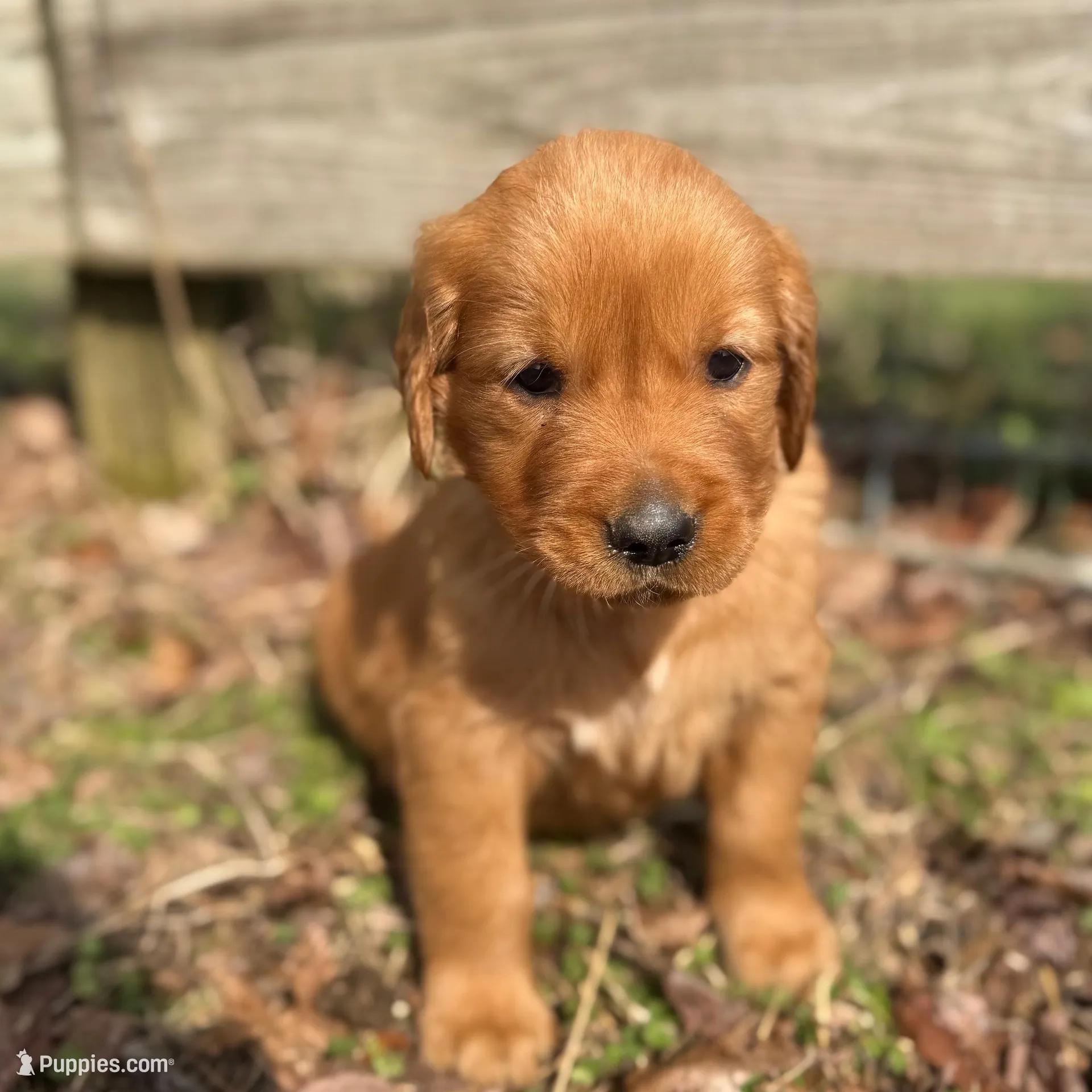 Blue collar male, a male Golden Retriever for sale in Waco, GA – Photo 1 of 8