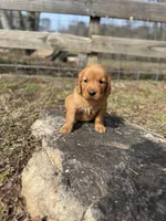 Blue collar male, a male Golden Retriever for sale in Waco, GA – Photo 8 of 8