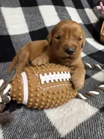 Blue collar male, a male Golden Retriever for sale in Waco, GA – Photo 2 of 8