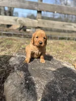 Blue collar male, a male Golden Retriever for sale in Waco, GA – Photo 5 of 8