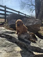 Blue collar male, a male Golden Retriever for sale in Waco, GA – Photo 3 of 8
