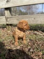 Blue collar male, a male Golden Retriever for sale in Waco, GA – Photo 7 of 8