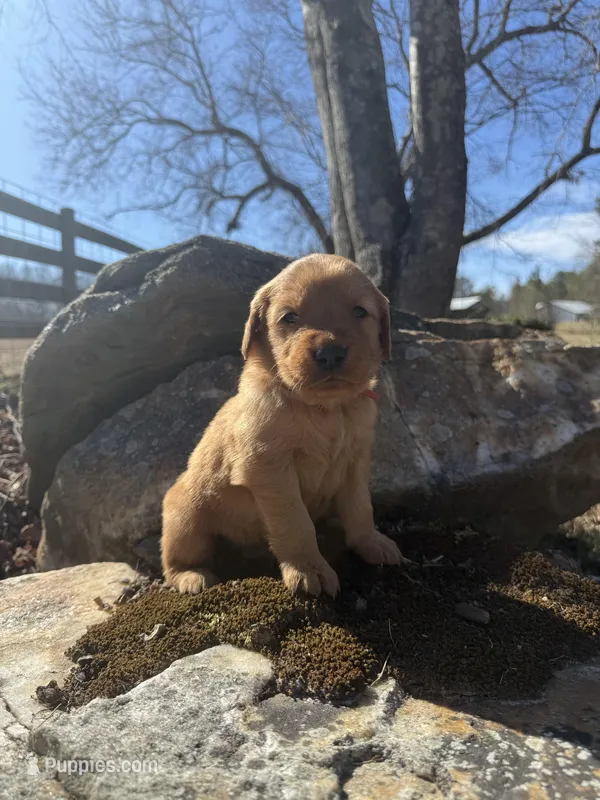 Red collar male, a male Golden Retriever for sale in Waco, GA – Photo 1 of 1