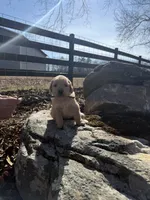 Grey collar male, a male Golden Retriever for sale in Waco, GA – Photo 2 of 3