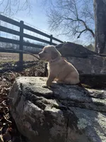 Grey collar male, a male Golden Retriever for sale in Waco, GA – Photo 3 of 3