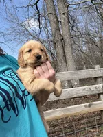 Brown collar male, a male Golden Retriever for sale in Waco, GA – Photo 4 of 7