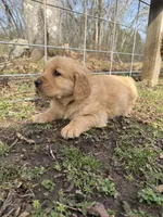 Brown collar male, a male Golden Retriever for sale in Waco, GA – Photo 6 of 7