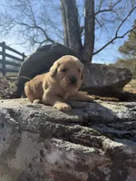 Brown collar male, a male Golden Retriever for sale in Waco, GA – Photo 3 of 7