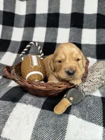 Brown collar male, a male Golden Retriever for sale in Waco, GA – Photo 2 of 7