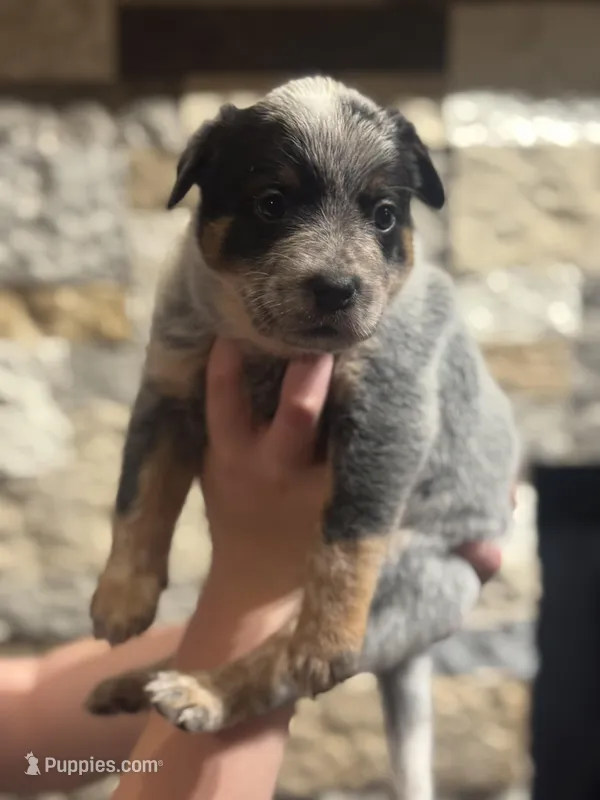AKC Female Yellow, a female Australian Cattle Dog for sale in Bushnell, FL – Photo 1 of 1