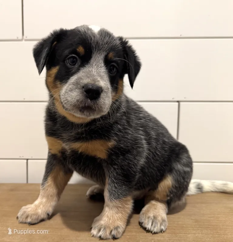 AKC Female Yellow – Australian Cattle Dog puppy for sale in Bushnell, FL
