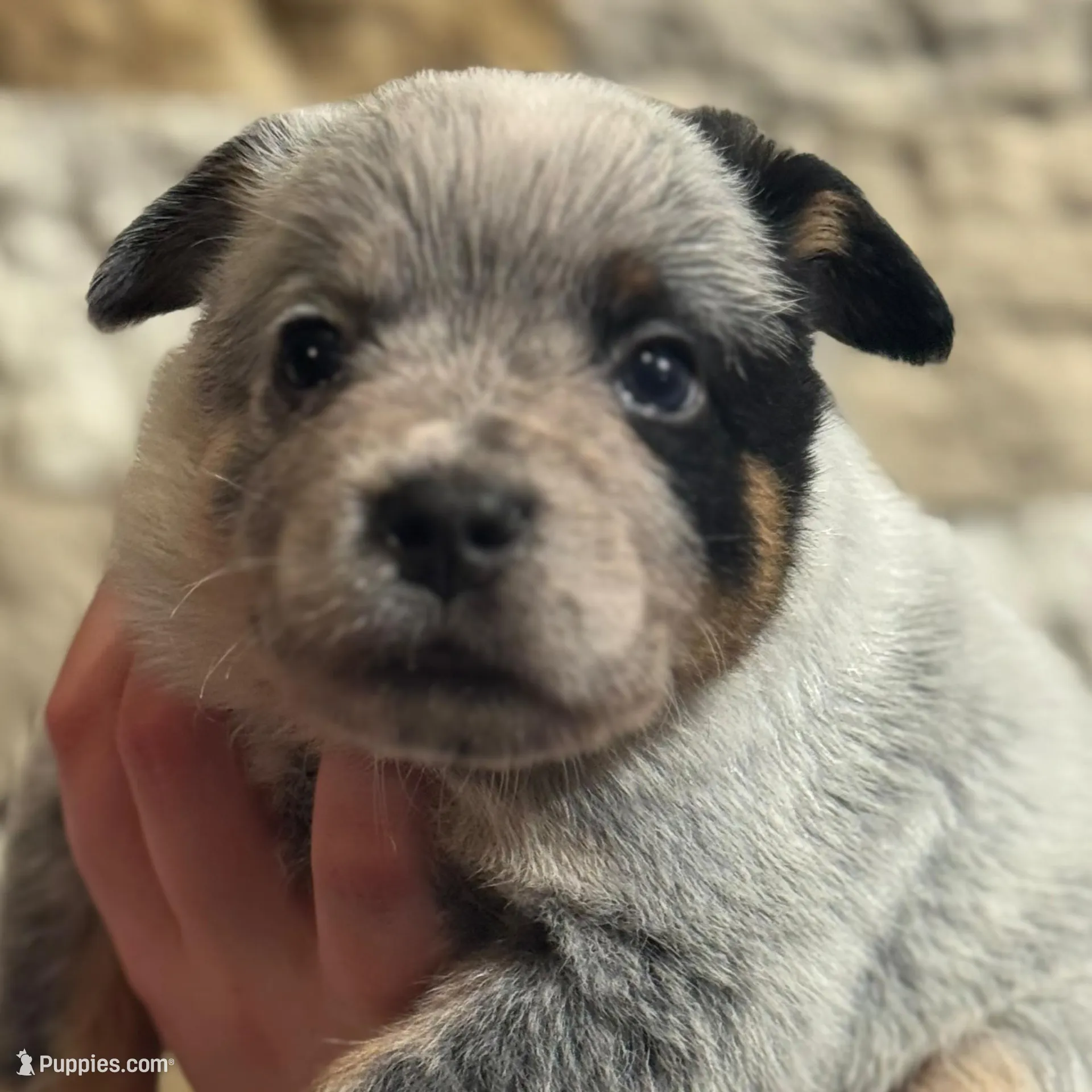 AKC Blue Male, a male Australian Cattle Dog for sale in Bushnell, FL – Photo 1 of 1