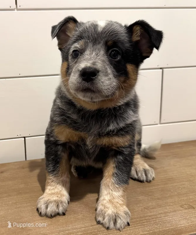 AKC Blue Male – Australian Cattle Dog puppy for sale in Bushnell, FL