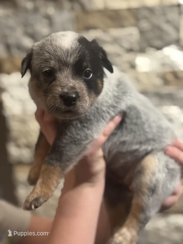 AKC Female Pink, a female Australian Cattle Dog for sale in Bushnell, FL – Photo 1 of 1