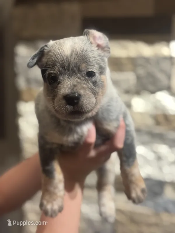 AKC Female White, a female Australian Cattle Dog for sale in Bushnell, FL – Photo 1 of 1