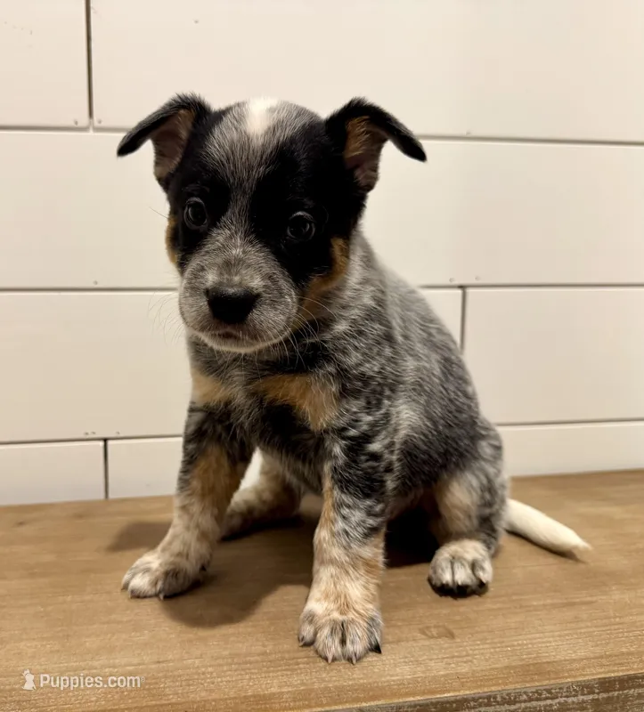 AKC Female Green – Australian Cattle Dog puppy for sale in Bushnell, FL