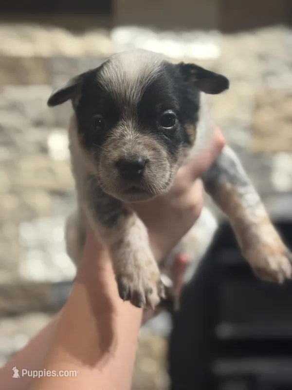 AKC Female Green, a female Australian Cattle Dog for sale in Bushnell, FL – Photo 1 of 1