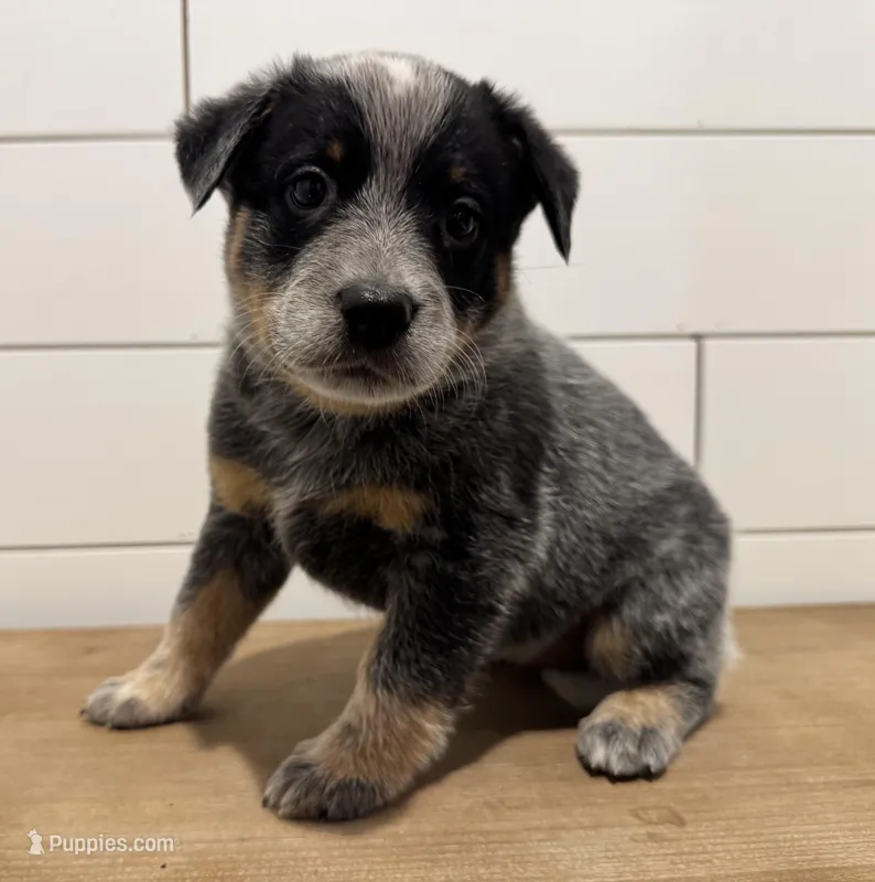 AKC Female Purple – Australian Cattle Dog puppy for sale in Bushnell, FL