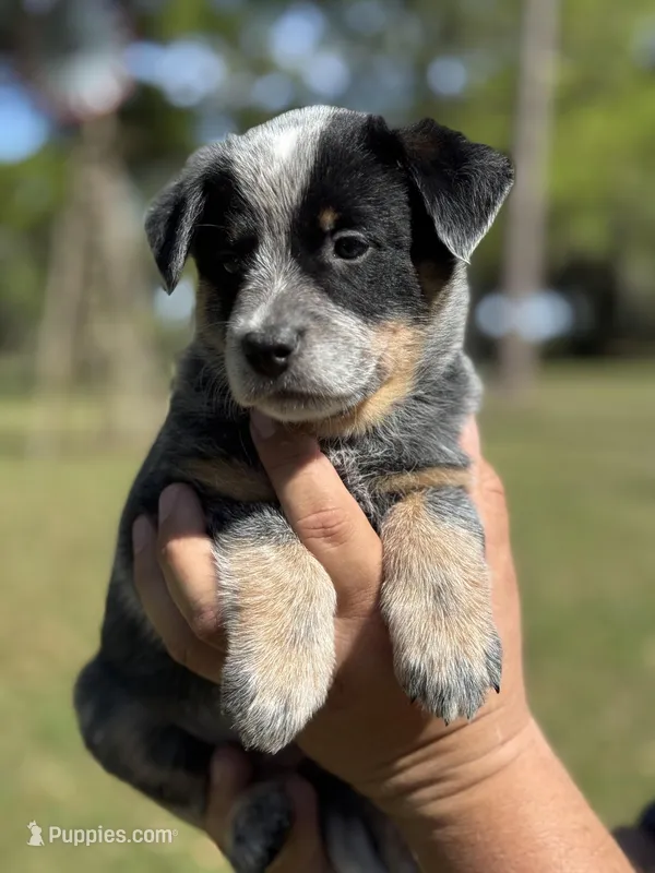 AKC Female Purple – Australian Cattle Dog puppy on hold in Bushnell, FL