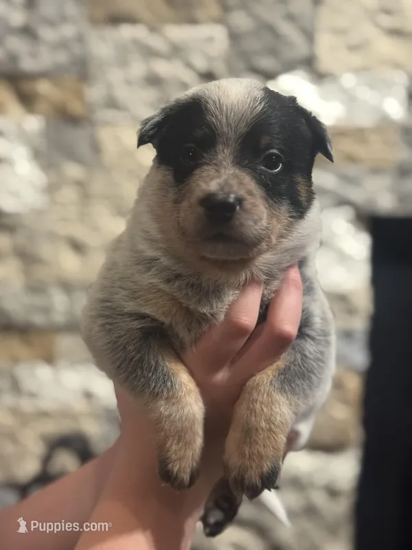AKC Female Purple, a female Australian Cattle Dog for sale in Bushnell, FL – Photo 1 of 1